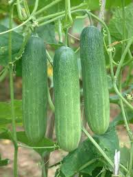 cucumber_f1